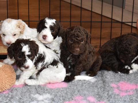 Lagotto Romagnolo törzskönyvezett kiskutyák elvihetők