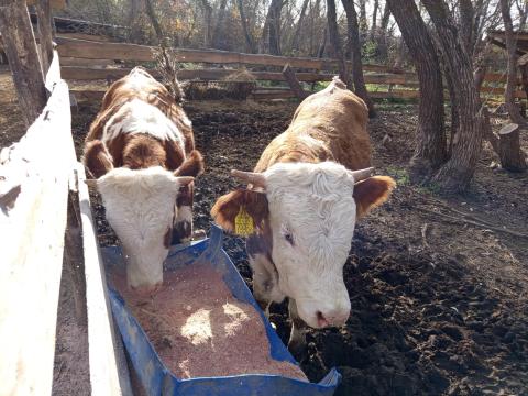 Magyartarka bikák eladók
