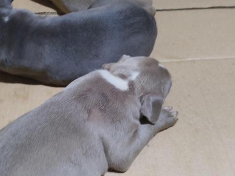 Kiskutyák Kiskutyák