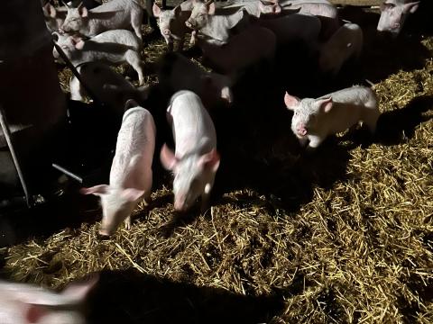 Választási malacok eladók