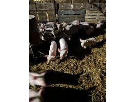 Választási malacok eladók