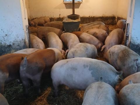 Sertés Hízó Sertés Hízó