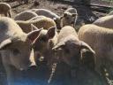 Tisztavérű szőke mangalica malacok eladók