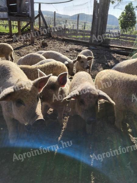 Tisztavérű szőke mangalica malacok eladók