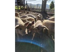 Tisztavérű szőke mangalica malacok eladók