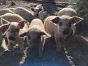 Tisztavérű szőke mangalica malacok eladók