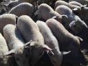 Tisztavérű szőke mangalica malacok eladók