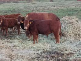 Eladó Limousin bika borjak