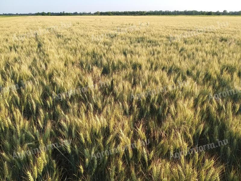 Szenázs eladó: gabona,  szudánifű és borsószalma,  kukorica fosztás