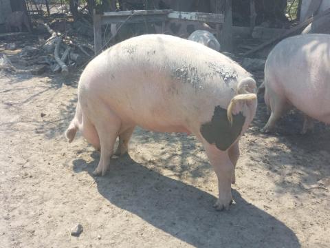 Hízó eladó fehér és sonkás