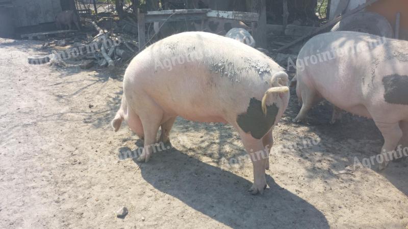 Hízó eladó fehér és sonkás