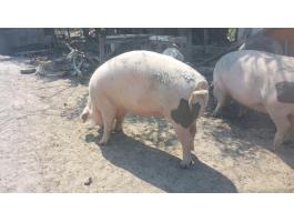 Hízó eladó fehér és sonkás