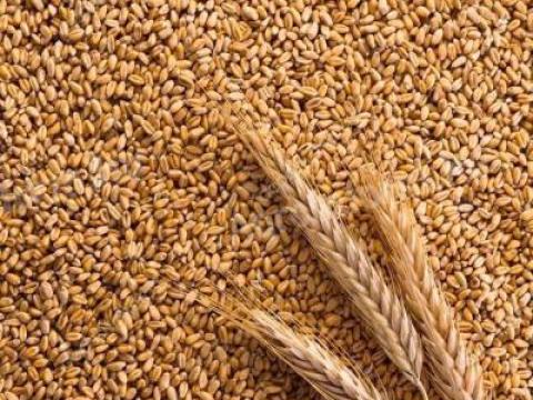 Durum búza Durum búza