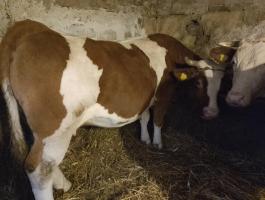 Eladó 8 éves magyar tarka vágó tehén Túrkevén