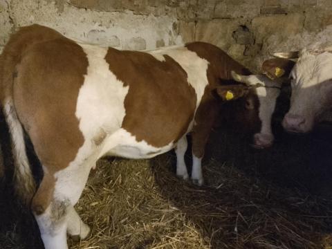 Eladó 8 éves magyar tarka vágó tehén Túrkevén Eladó 8 éves magyar tarka vágó tehén Túrkevén