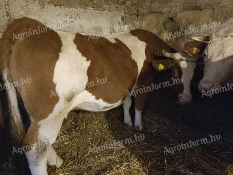 Eladó 8 éves magyar tarka vágó tehén Túrkevén