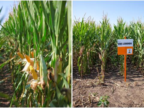 KWS LEMONDO (FAO 350-400) kukorica vetőmag KWS LEMONDO (FAO 350-400) kukorica vetőmag