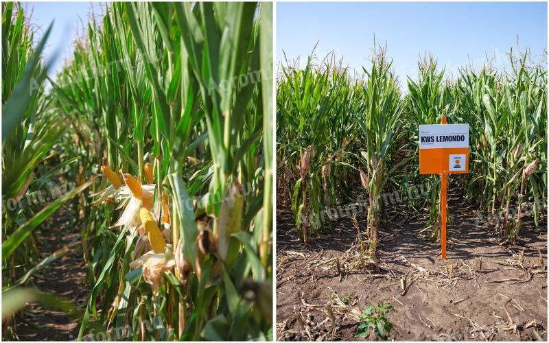 KWS LEMONDO (FAO 350-400) kukorica vetőmag