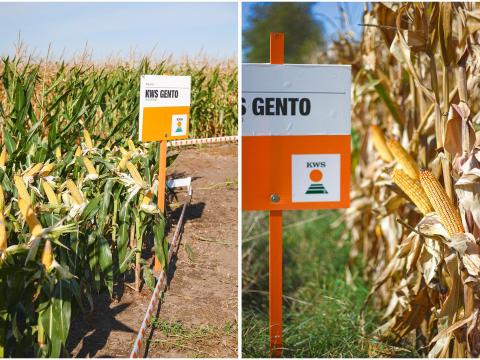 KWS GENTO (FAO 450-500) kukorica vetőmag