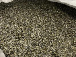 Héj nélküli olajtökmag – tisztított, válogatott, polírozott