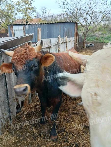 Eladó bikák