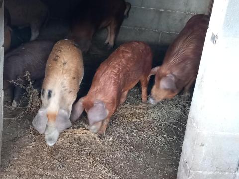 Süldők eladók Süldők eladók