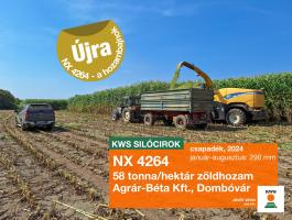 NX 4264 siló cirok vetőmag,  középérésű,  hozambajnok