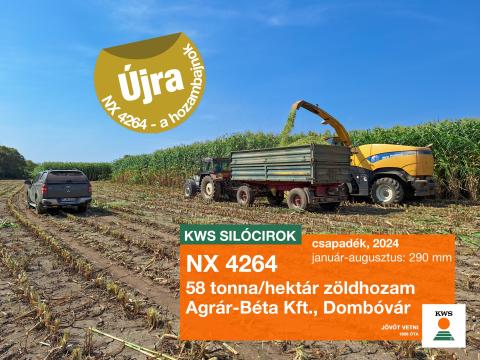 NX 4264 siló cirok vetőmag, középérésű, hozambajnok NX 4264 siló cirok vetőmag, középérésű, hozambajnok