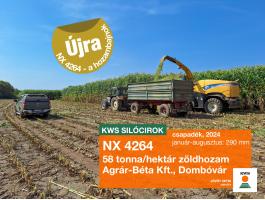 NX 4264 siló cirok vetőmag,  középérésű,  hozambajnok