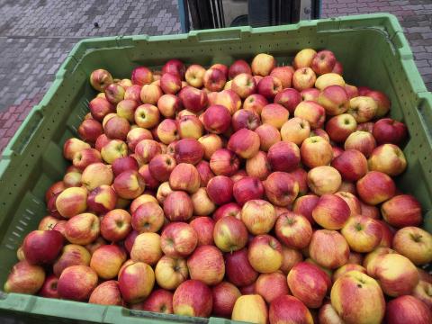 Étkezési alma elado Étkezési alma elado