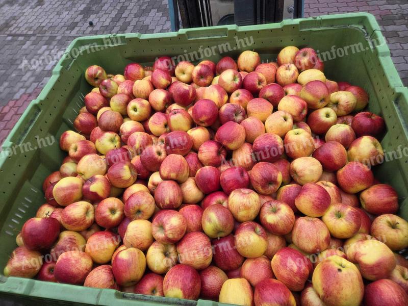 Étkezési alma elado