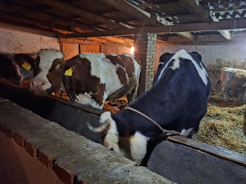 Szarvasmarha állomány eladó