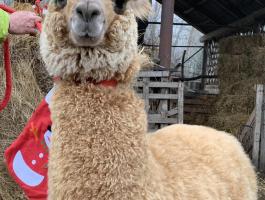 Extra szép alpakák baráti áron