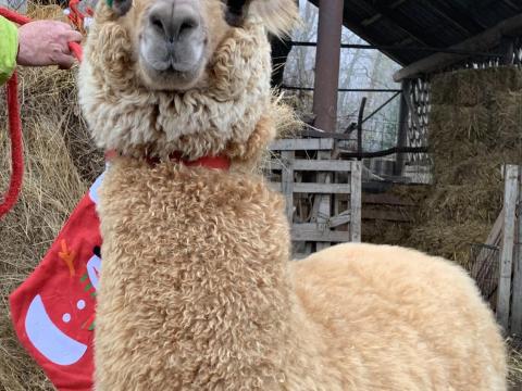 Extra szép alpakák baráti áron