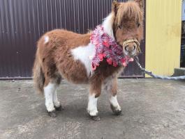 Extra mini pónik igényes gazdinak