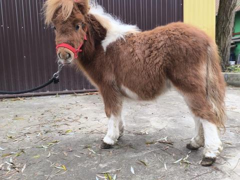 Extra mini pónik igényes gazdinak