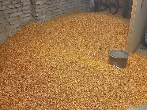 Eladó jó minőségű kukorica Alsónémediben Eladó jó minőségű kukorica Alsónémediben