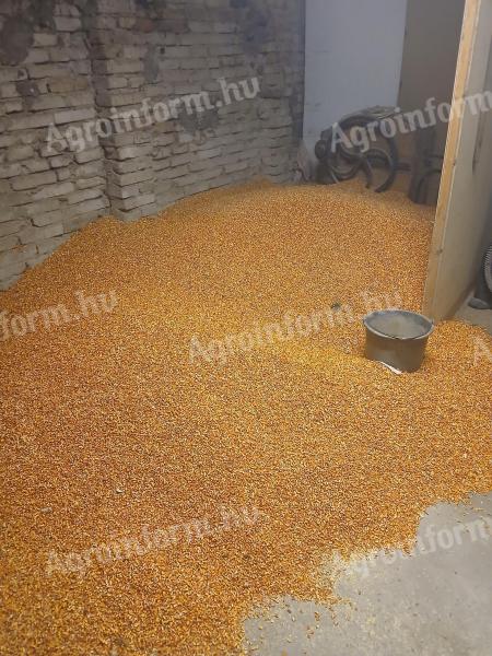 Eladó jó minőségű kukorica Alsónémediben