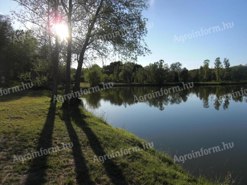 Halastó horgásztó eladó