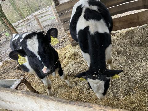 Holstein-fríz bikák eladók