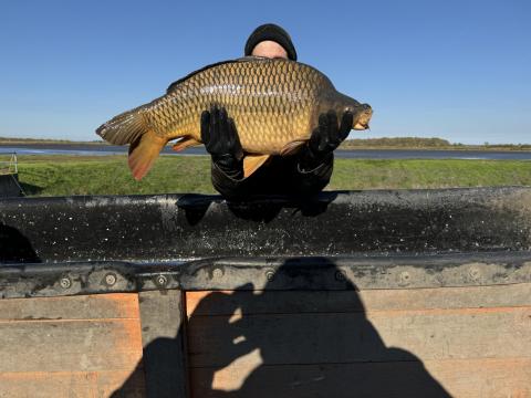 Extra ponty 10-21 kg eladó