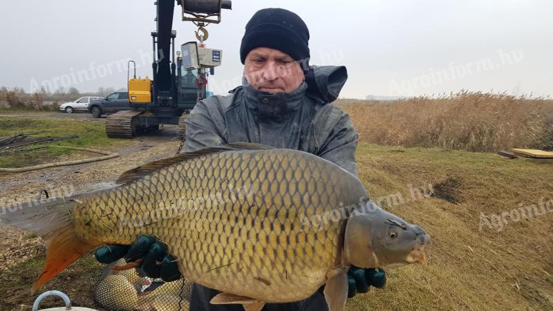 Feeder ponty 6-9 kg eladó, 2600 Ft/kg