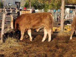 Bika borjúk eladók