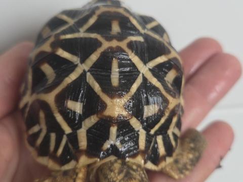 Csillag teknős eladó