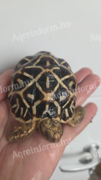 Csillag teknős eladó