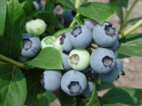 Áfonya bokrok, 2 éves, őstermelőtől eladók