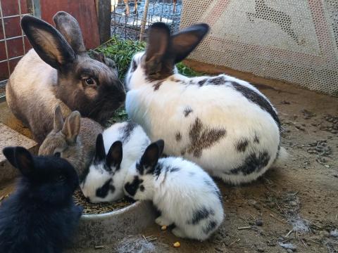 Nyúlcsalád eladó Nyúlcsalád eladó