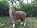 Minőségi alpakák Mikulásra vihetők