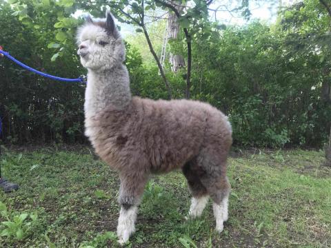 Minőségi alpakák Mikulásra vihetők