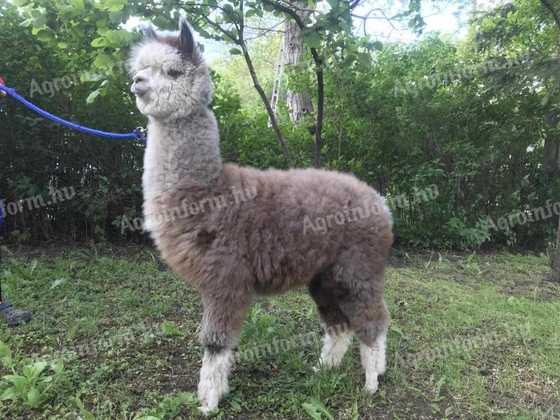 Minőségi alpakák Mikulásra vihetők